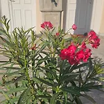 Apartmani Gusani